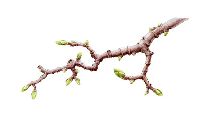 Spring magnolia branch with green buds watercolor illustration. Hand drawn botanical graphic tree stick. Magnolia tree element isolated on white background.