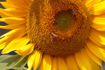 Sunflower and bee