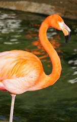 Head of a pink flamingo birds standing on one leg