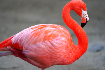 Head of a pink flamingo birds standing on one leg