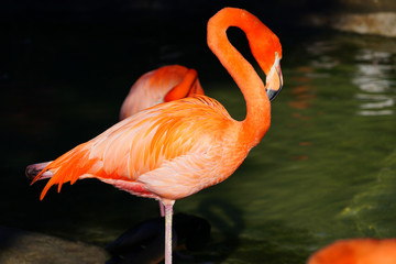 Head of a pink flamingo birds standing on one leg