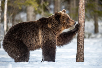 Wild adult Brown bear in the snow in winter forest. Adult Big Brown Bear Male. Scientific name:...