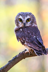 Short eared owl (Asio flammeus) perched on a tree branch in a park in VA USA