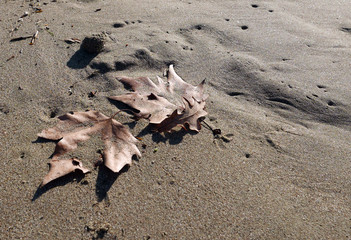 foglie di platano sulla sabbia al mare in inverno