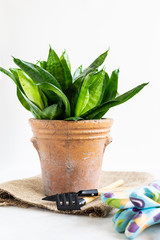 Shake plant or Sansevieria trifasciata in a clay pot with instruments and gloves on white background. Home gardening concept.