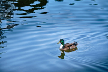 One male mallard duck swims in a lake on the water with reflections of the sky and the clouds during daylight in springtime. Seen in Germany, April 2019