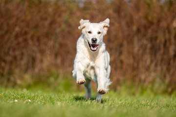  portrait of a beautiful dog
