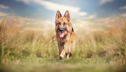 Fototapety   portrait of a beautiful dog