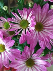  Pink chrysanthemum flowers on a background of decorative leaf. Background texture