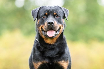 Fototapety   portrait of a beautiful dog