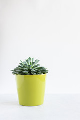 Succulent plant in a pot on white table with copy space for your text. Home gardening concept.