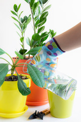 Woman in bright working gloves watering flowers on the table. Home gardening concept.