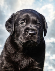  portrait of a beautiful dog