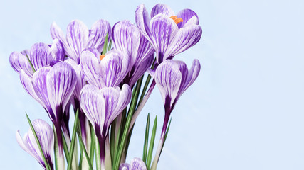 Beautiful blooming flower crocuses purple colored on blue background. First spring flower for womans or mothers day. Copy space.