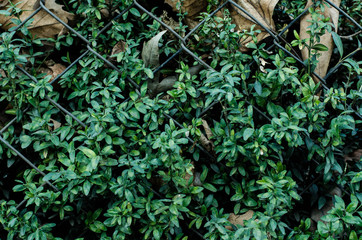 Living green wall. Plants grow on the fence. Ivy fence.
