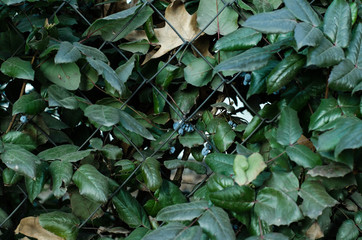 Living green wall. Plants grow on the fence. Ivy fence.