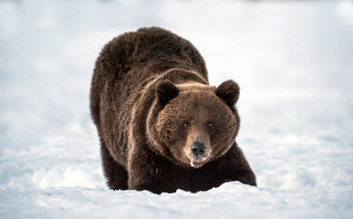 Obraz premium Bear lies in the snow. Front view. Brown bear in winter forest at night twilight. Scientific name: Ursus Arctos. Natural Habitat.