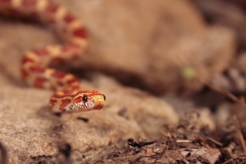 The corn snake (Pantherophis guttatus or Elaphe guttata) is lying on the stone, dry grass and dry leaves round.