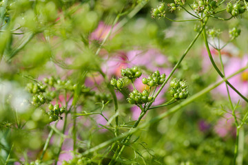 Coriander seeds pods on plant in garden. Edible herb.