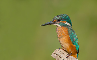 Common Kingfisher (Alcedo atthis) sitting on a stick. green background banner