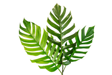 Top view of the Mexican breadfruit or Swiss cheese plant on white background with clipping path....