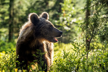 Cub of Brown Bear in the summer forest. Backlit brown bear cub. Bear Cub against a sun. Brown bear in back light. Natural habitat. Scientific name: Ursus arctos - obrazy, fototapety, plakaty