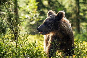Cub of Brown Bear in the summer forest. Backlit brown bear cub. Bear Cub against a sun. Brown bear...
