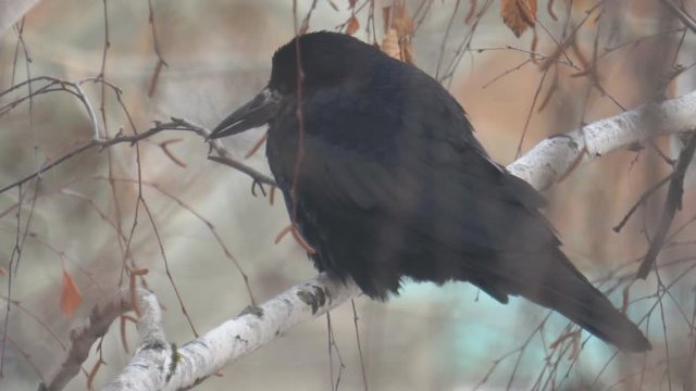 A black jackdaw bird sits on the branches of a birch tree in the cold autumn