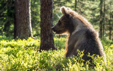 Obraz na płótnie Canvas Cub of Brown Bear sit in green grass the summer forest. Backlit brown bear cub. Bear Cub against a sun. Brown bear in back light. Scientific name: Ursus arctos