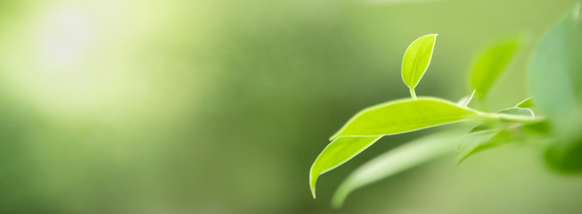 Close up of nature view green leaf on blurred greenery background under sunlight with bokeh and copy space using as background natural plants landscape, ecology cover concept.