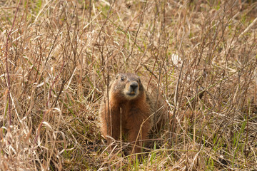 marmot in the grass