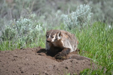 badger at the den