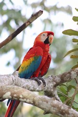 Amazonian Macaw on a branch