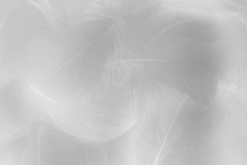 Beautiful abstract colorful black and white feathers on white background and soft gray feather texture on white pattern and gray. Decoration, love.