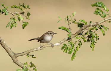 Bewick's Wren, Rio Grande Valley, Texas