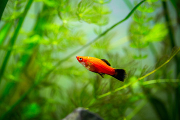 Red Wagtail Platy (Xiphophorus maculatus) in a fish tank