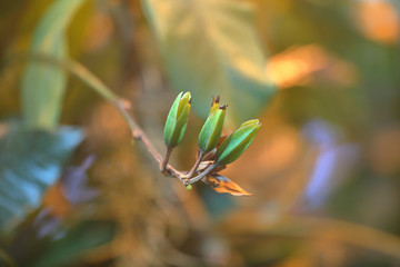 Dry stalk and unblown green bud on a blurred background