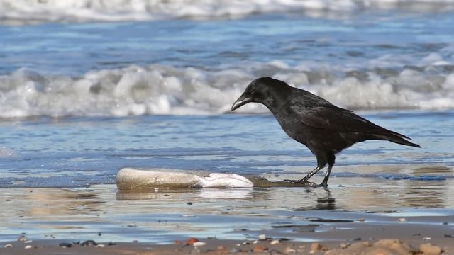 Scavenging carrion crow (Corvus corone) feeding on dead European conger eel (Conger conger) washed ashore on beach along the North Sea coast