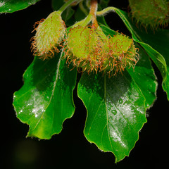 Ripening Beech Mast 1