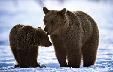 Obraz premium She-Bear and bear cub in winter forest. Winter forest, sunrise, morning mist . Natural habitat. Brown bear, Scientific name: Ursus Arctos Arctos.