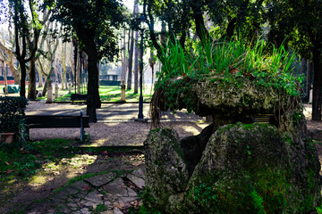 Roca cubierta de plantas en primavera