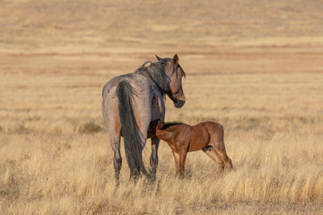 Wild Horse Mare and Foal in Utah in Fall