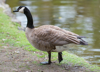 canada goose coming out of water