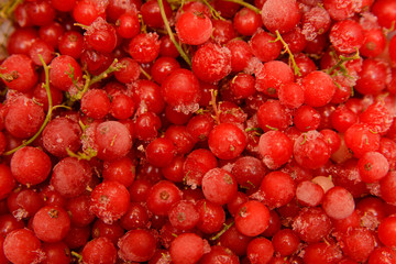 Frozen Red Currants with Sprigs