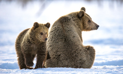Obraz premium She-Bear and bear cub in winter forest. Winter forest, sunrise, morning mist . Natural habitat. Brown bear, Scientific name: Ursus Arctos Arctos.