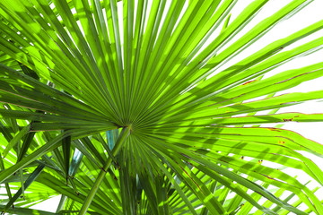 Obraz na płótnie Canvas tropical palm leaf background, coconut palm trees perspective view. Palm leaves isolated on white background. Concept: summer, vacation, exotic, Close-up