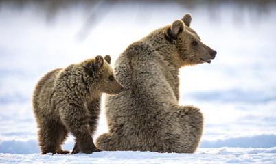 She-Bear and bear cub in winter forest. Winter forest, sunrise, morning mist . Natural habitat. Brown bear, Scientific name: Ursus Arctos Arctos. © Uryadnikov Sergey