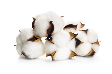 several flowers of cotton isolated on a white background