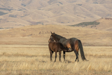 Wild Horse Mare and Foal in Utah in Fall