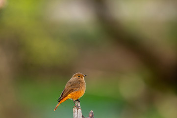 Black redstart or Phoenicurus ochruros beautiful bird portrait with natural green background at...